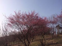 新建村梅林-新建村梅花