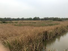 -大湾区中央湿地公园-十九涌