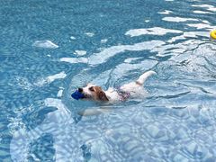 -汪说喵讲宠物乐园宠物酒店(红星美凯龙店)