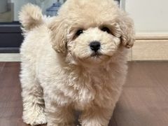 -翊宠yipet猫狗购宠庄园犬舍•猫舍