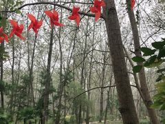 -合肥滨湖国家森林公园