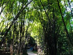 -望江楼公园
