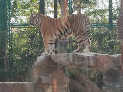 -上海野生动物园老虎餐厅