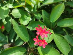-莲花山公园