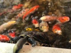 -衡山汇·高级粤菜(霄云路店)