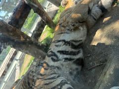 -西霞口神雕山野生动物世界