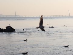-深圳湾公园(南山区)