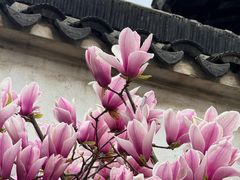 -耦园