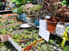 -曲阳花鸟市场(曲阳路店)