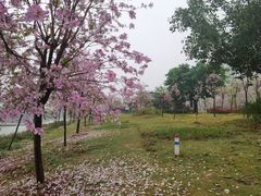 -广东花都湖国家湿地公园