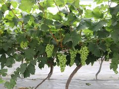 -金谷域澳洲庄园