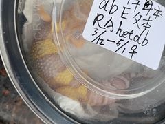 -酷以爬仙阁实体爬宠店·守宫·蜥蜴·专业繁育