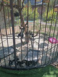 -萌宠亲子动物乐园(槐房万达店)