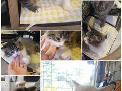 -平行世界·猫咖(首经贸店)