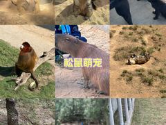 -西霞口神雕山野生动物世界