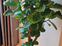 -成都凯宾斯基饭店