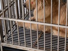 -美美酱宠物(外运路小区店)