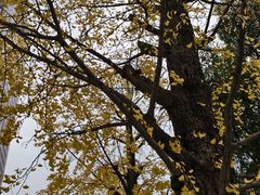 -重庆市江北嘴中央商务区中央公园