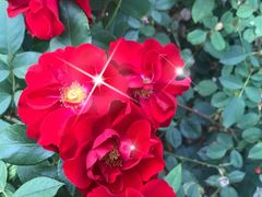 -滨河世纪广场公园