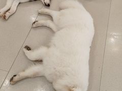 -共舞时光猫咖·狗咖(新街口店)