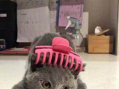 -瑞鹏宠物医院·骨科·猫科·内科(第一中心)