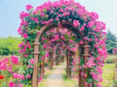 -上海滨江森林公园