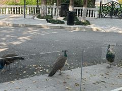 -J Create城市露营咖啡·简餐·宠物(上海动物园店)