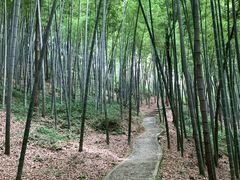 -上海佘山国家森林公园天马山园