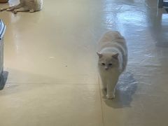 -藏猫猫咖啡主题馆(中央大道店)