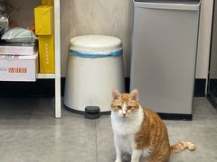 -凯特喵百思猫专科医院