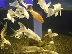 -沙沙哗啦海洋馆(华宇百花谷店)