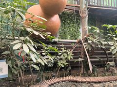 -呀路古热带植物园