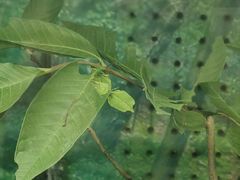 -上海大自然野生昆虫馆