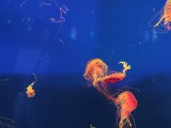 -西安曲江海洋极地公园