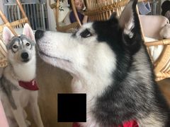 -Husky Go! 哈士奇体验馆·宠物咖啡厅狗咖