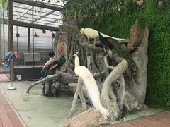 -野象谷景区