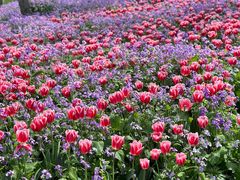 -荷兰花海