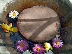 -喵屿·大理花园猫咖