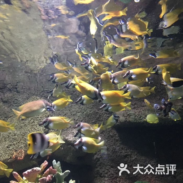 太平洋海底世界博覽館圖片-北京海洋館-大眾點評網