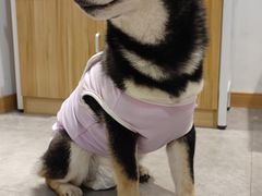 -南京Hallo宠物乐园·哈罗犬舍·柴犬繁育基地