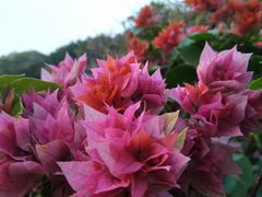 -广州雕塑公园