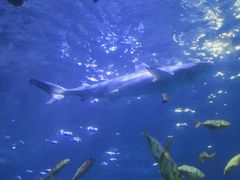 -太平洋海底世界