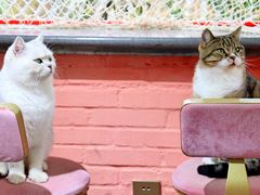 -喵屿·大理花园猫咖