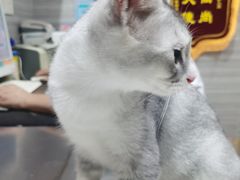 -瑞派名望志远动物医院·猫科·內科·异宠专科(直港大道店)