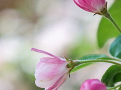 -海棠花溪(元大都城垣遗址公园)
