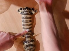 -仙本那渔人码头餐厅