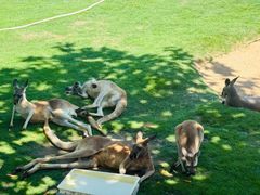 -西霞口神雕山野生动物世界