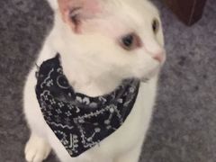 -猫色咖啡·猫咖