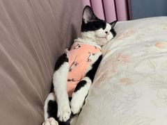 -宠爱国际动物医院·消化内科·心肾内科·ISFM猫友好(望京店)