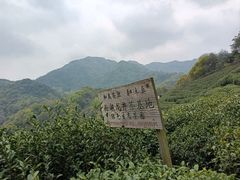 -龙坞茶村